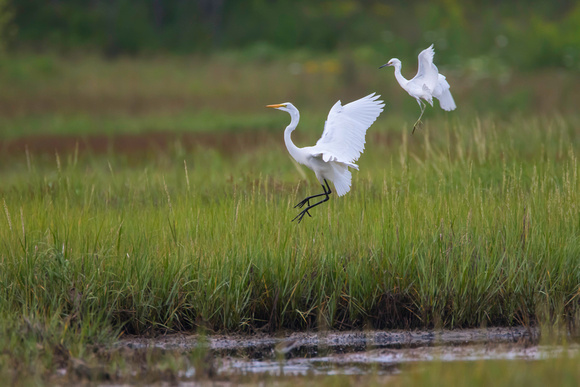 Great egret (L) and Snowy egret (R) jumping, Weskeag Marsh