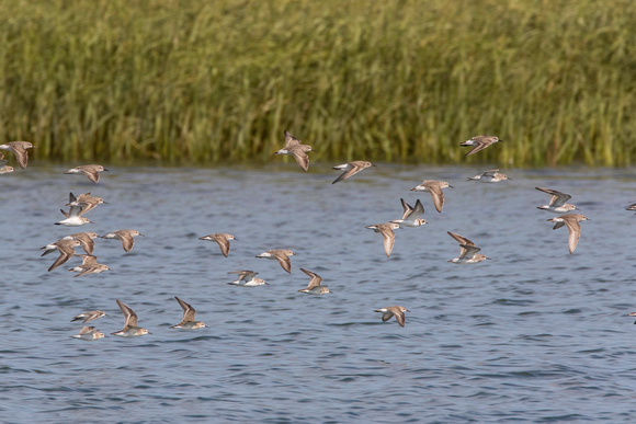 Mixed Semipalmated sandpipers and Semipalmated plovers, Pine Point, August 2017
