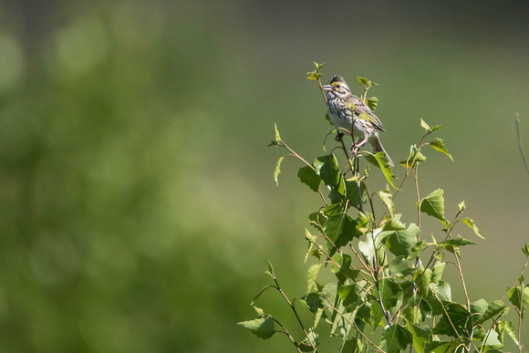 Savannah sparrow, Kennebunk Plains, July 2017