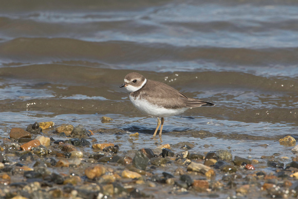 Semipalmated plover, Pine Point, August 2017