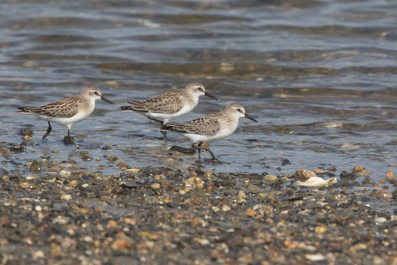 Semipalmated sandpipers, Pine Point, August 2017