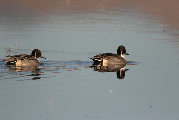 Northern pintails swimming away