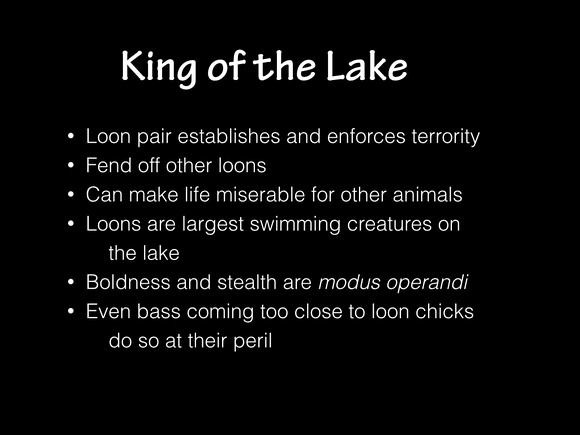 The Loons of Damariscotta Lake