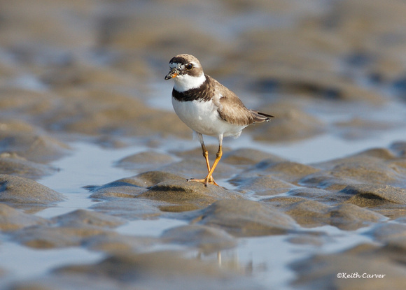Semipalmated plover (breeding plumage)