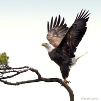 Bald eagle liftoff