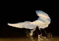 Snow Egret fishing