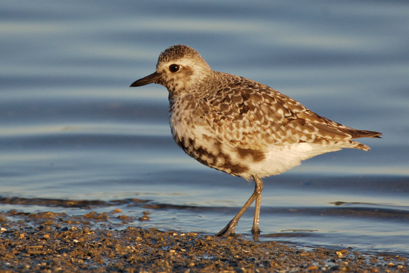 Black-bellied plover (molting adult)