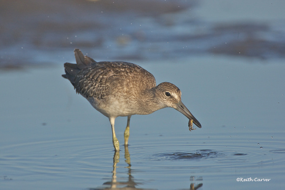 Willet with sand crab