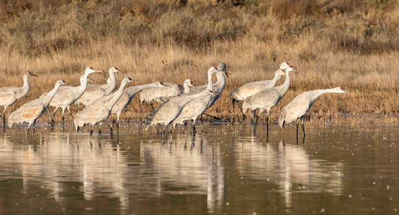 Sandhill cranes, ready for takeoff