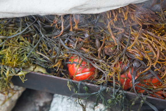 After an hour, the lobsters have steamed to red.  Lookin' good!