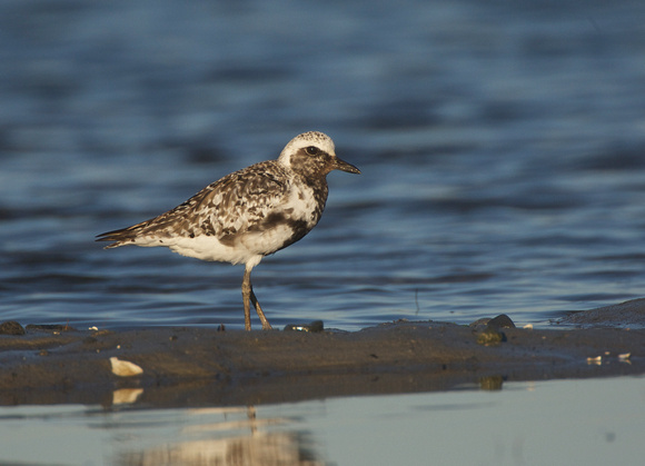 Black-bellied Plover, adult molting