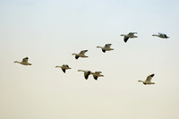 Snow geese Vee formation