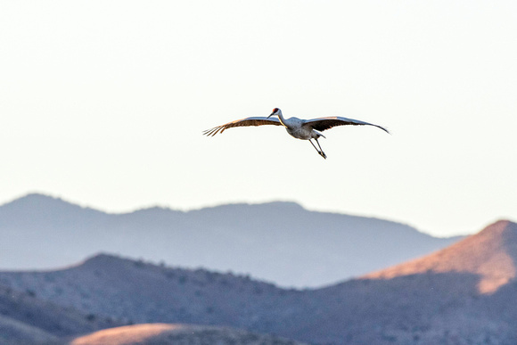 Sandhill cranes on approach, with Chupaderas Mountains