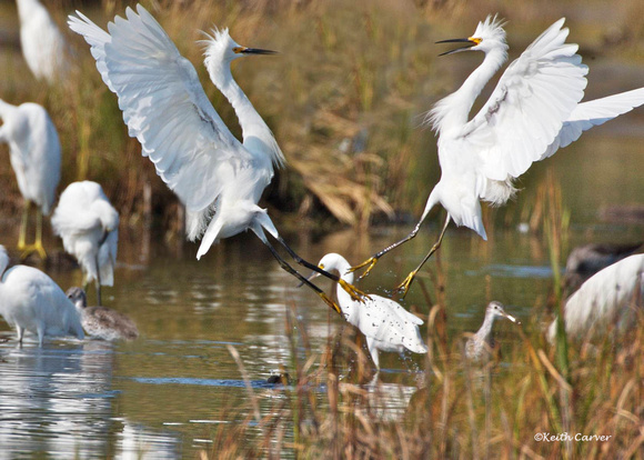 Snowy egrets in turf squabble