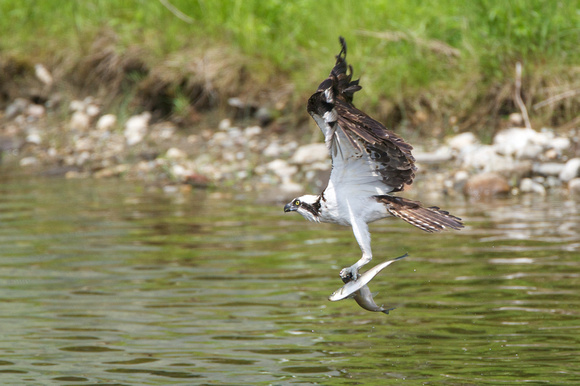 Lifting off with two alewives