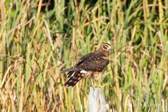 Northern harrier during preening session