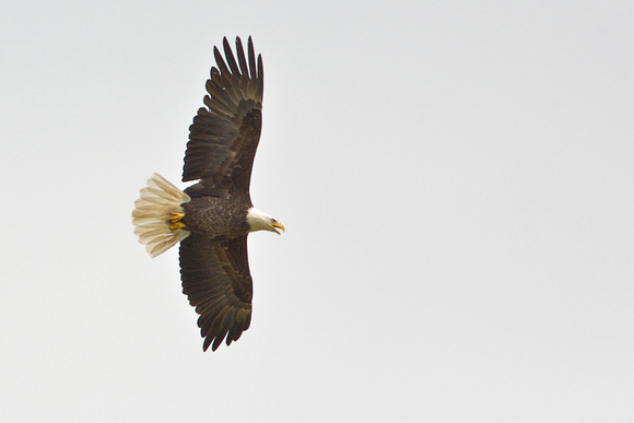 Bald eagle soaring