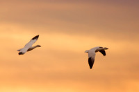 Snow geese pair in golden light
