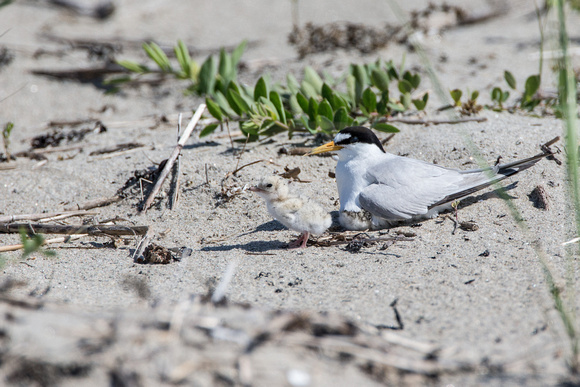 Least Tern with two chicks, one underneath
