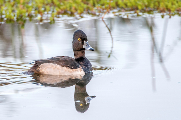 Ring-necked Duck - Harns Marsh 18Jan2015