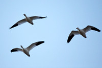 Snow goose flight shapes