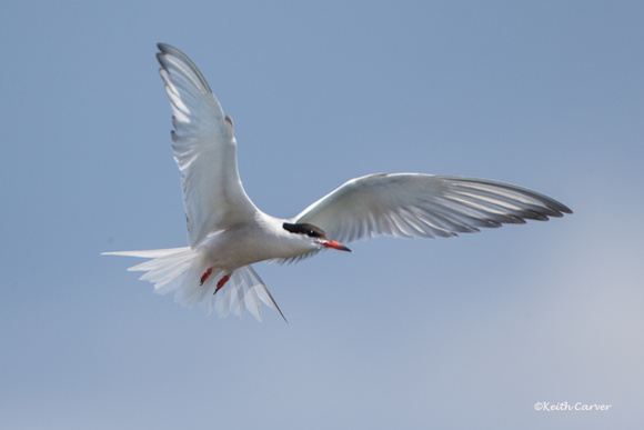 Common Tern flight shot