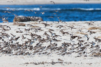Semipalmated Sandpipers, mostly