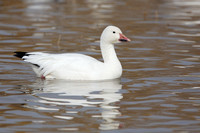 Snow goose on the water