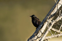 Rusty blackbird, male