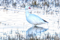 Snow goose
