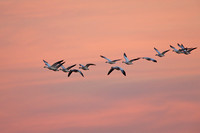 Formation of snow geese minutes before sunrise