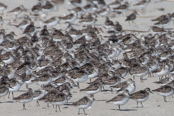 Semipalmated Sandpipers roosting