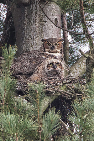 Great Horned Owl and owlet
