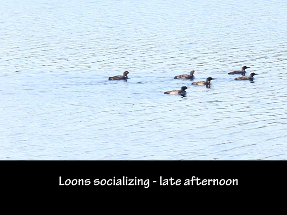 The Loons of Damariscotta Lake