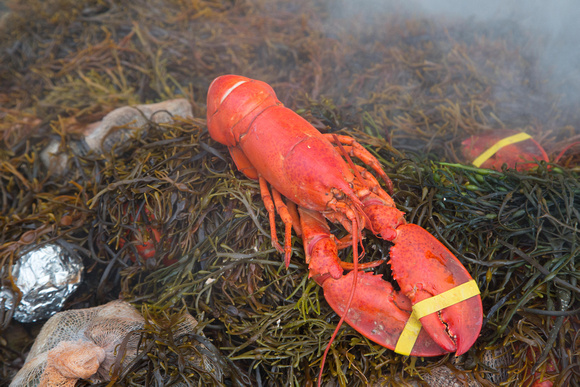 A fully cooked lobster on seaweed.