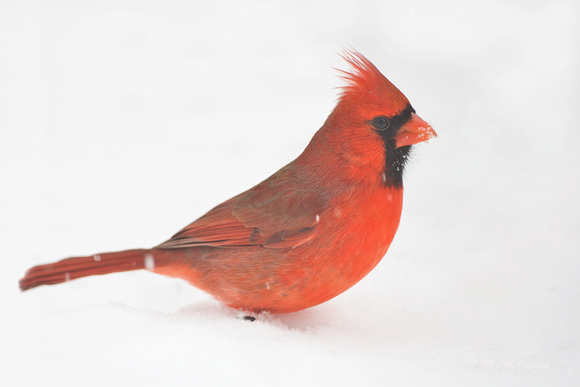 Northern cardinal male