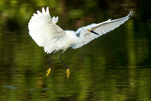 Snowy Egret flight - Ding 11Jan2015
