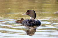 loon chick and parent
