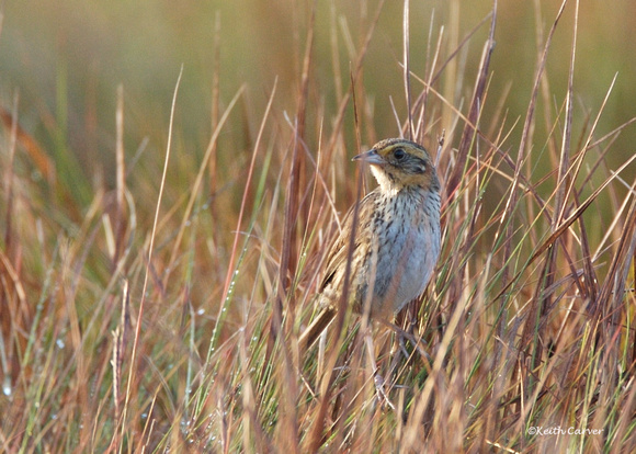 Nelson's sharp-tailed sparrow adult