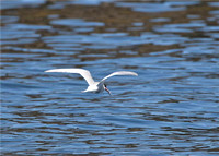 Arctic tern with small fish
