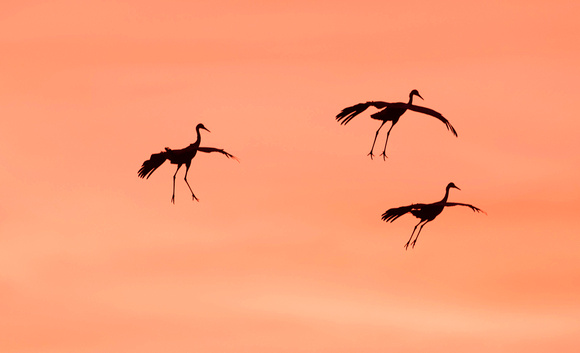 Sandhill cranes parachute landing against peach skies