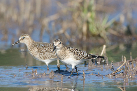 Baird's sandpipers