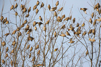 flock of mostly Bohemian waxwings