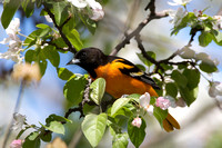 Orioles have long pointed bills for foraging in broadleaf trees