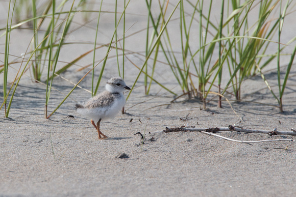 Piping Plover chick, about a week old