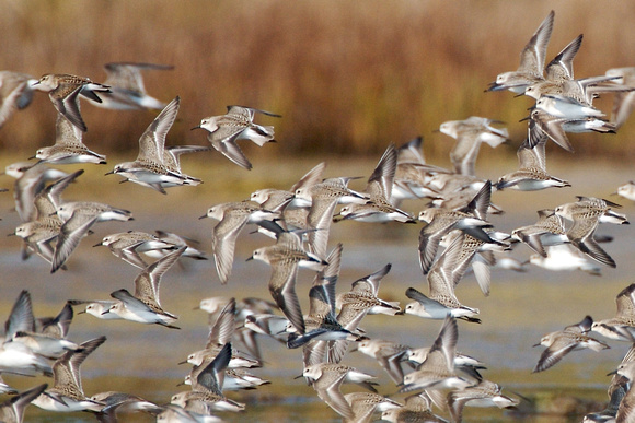 Semipalmated sandpipers in flight