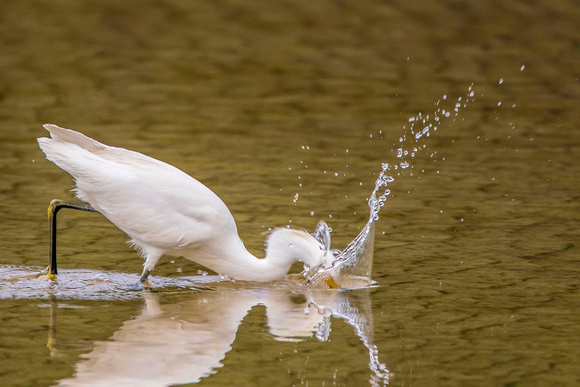 Snowy Egret plunging