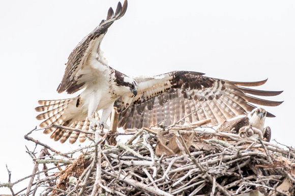 Osprey on nest 9Jan2015