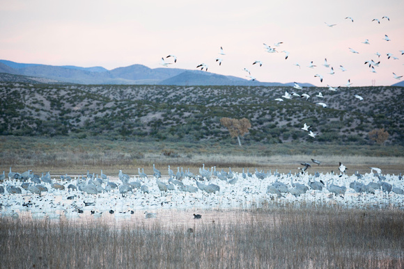 Sandhill cranes and Snow geese and Ross's geese