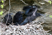 Raven nestlings